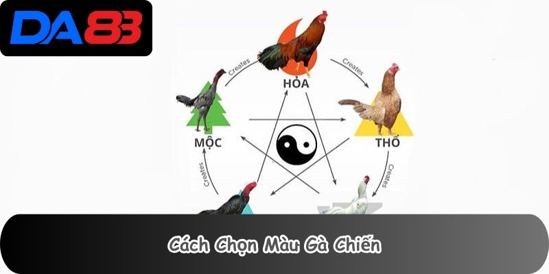 Cách Chọn Màu Gà Chiến